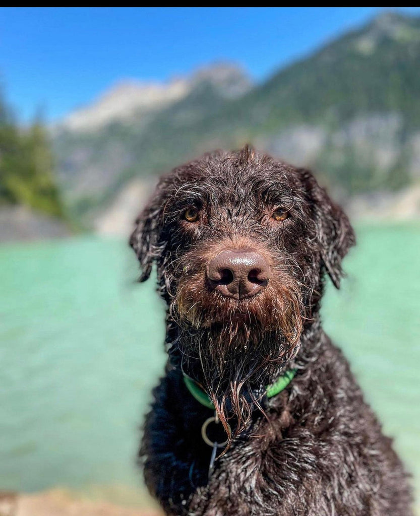 Teal Patterns Climbing Rope Collars