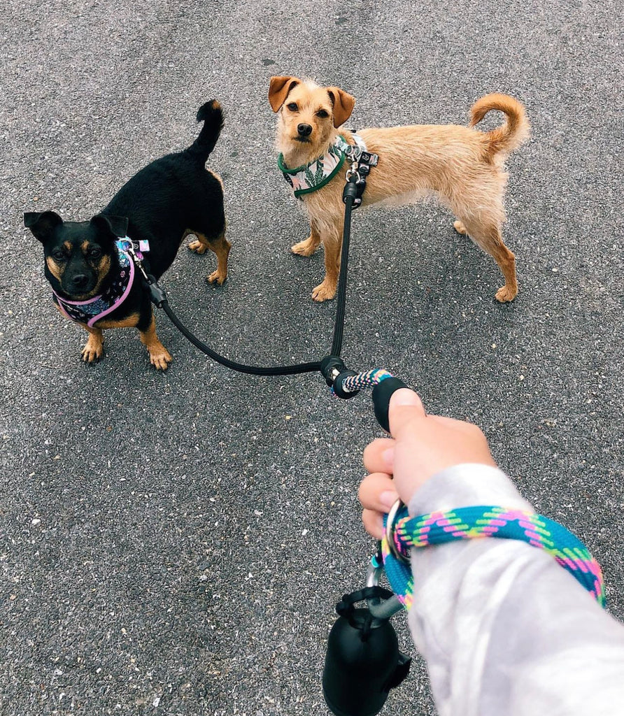 Two deals dog coupler