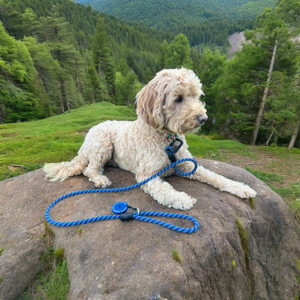 Labradoodle with climbing rope leash
