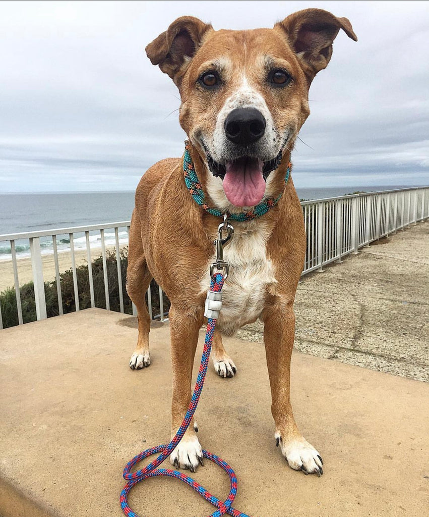 Orange & Yellow Patterns Climbing Rope Collars