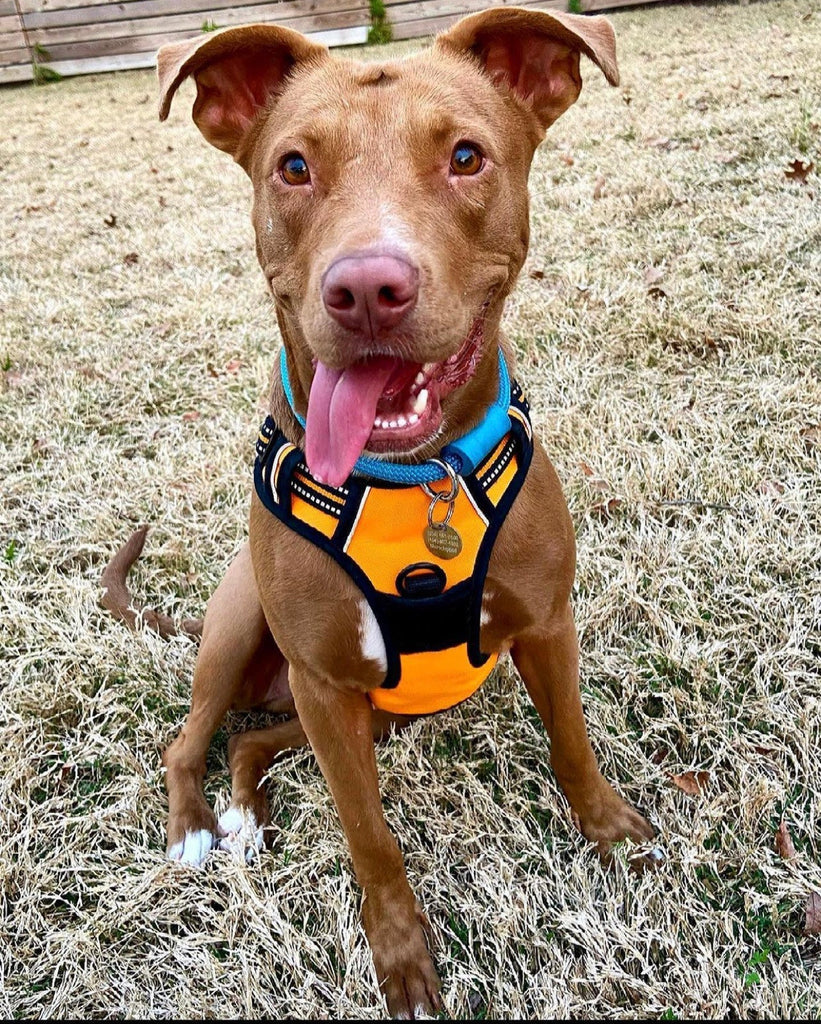 Orange & Yellow Patterns Climbing Rope Collars