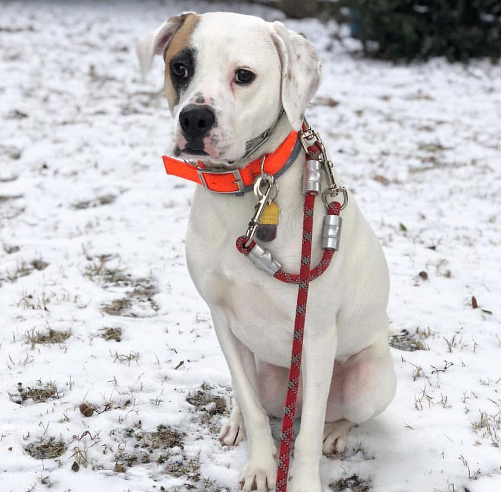 Secondary Leash-to-Collar/Harness Attachment - Just Pet Products